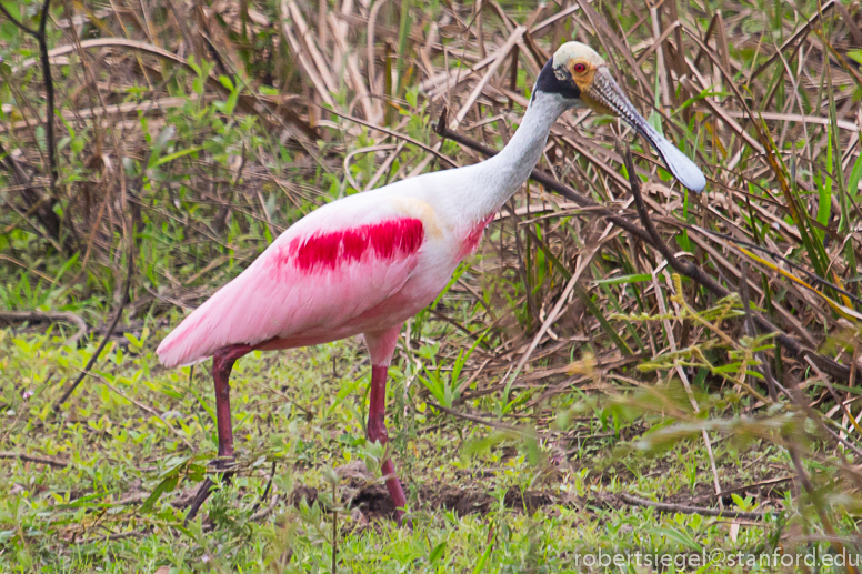 roseate spoonbill